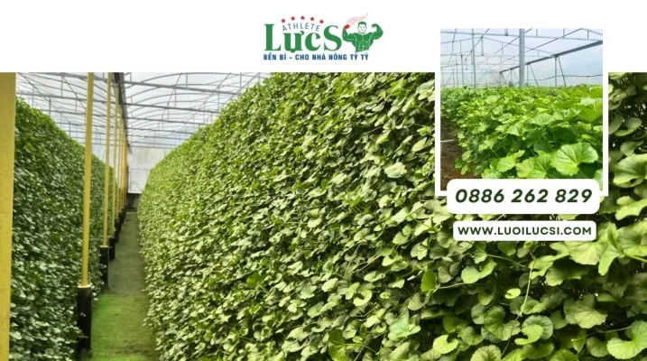 Mô Hình Trồng Rau Má Thủy Canh: Chi Tiết A-Z Kỹ Thuật Và Lợi Ích Kinh Tế