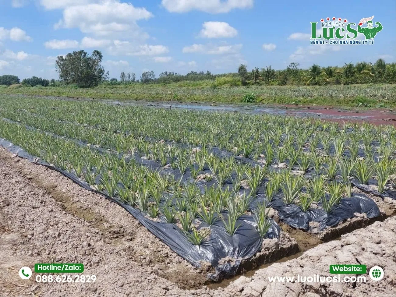 Thách Thức Lớn Trong Canh Tác Dứa MD2 Quy Mô Lớn