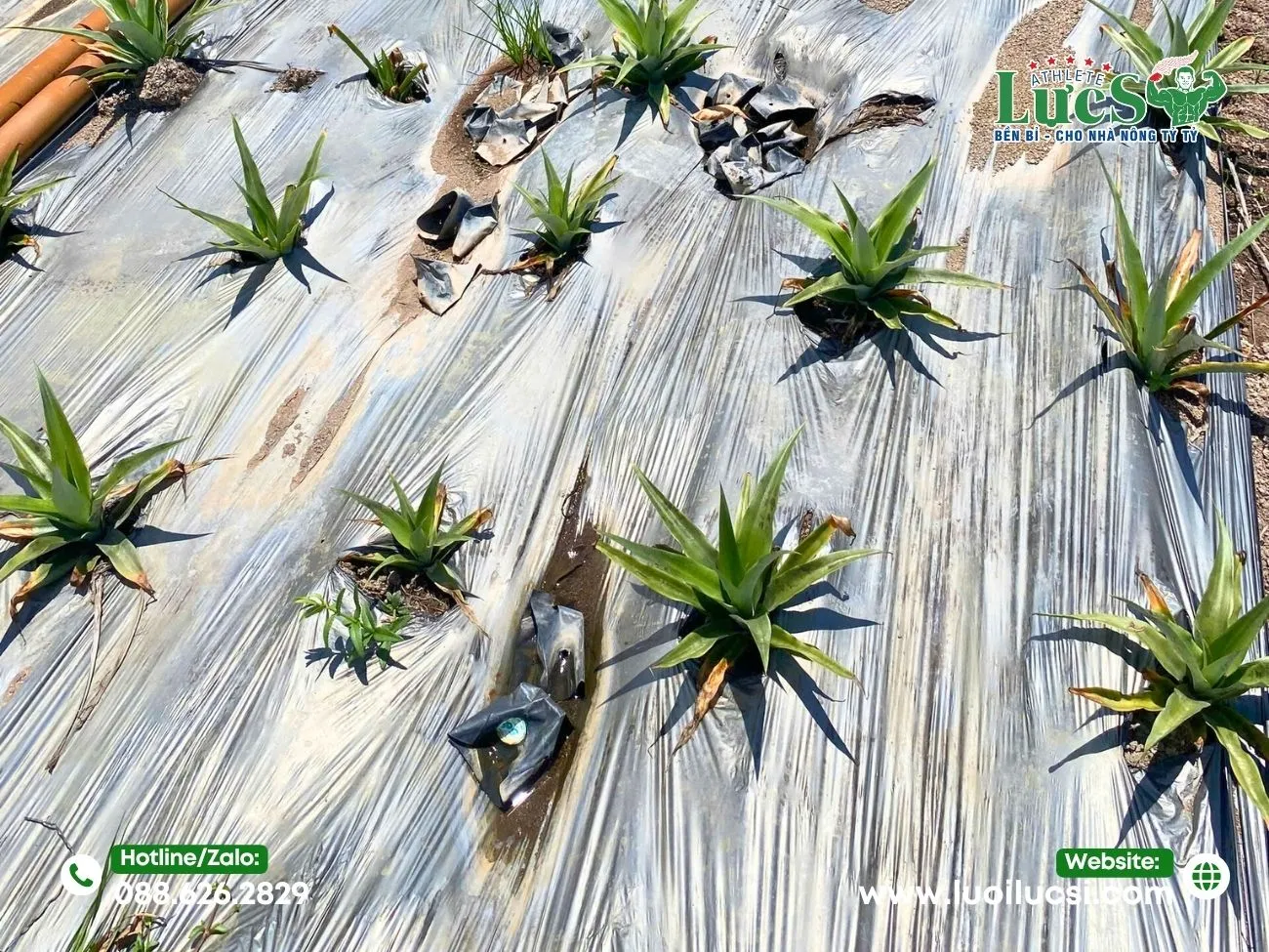 LỰC SĨ – Đơn Vị Sản Xuất Màng Phủ Nông Nghiệp Đục Lỗ Sẵn Theo Yêu Cầu