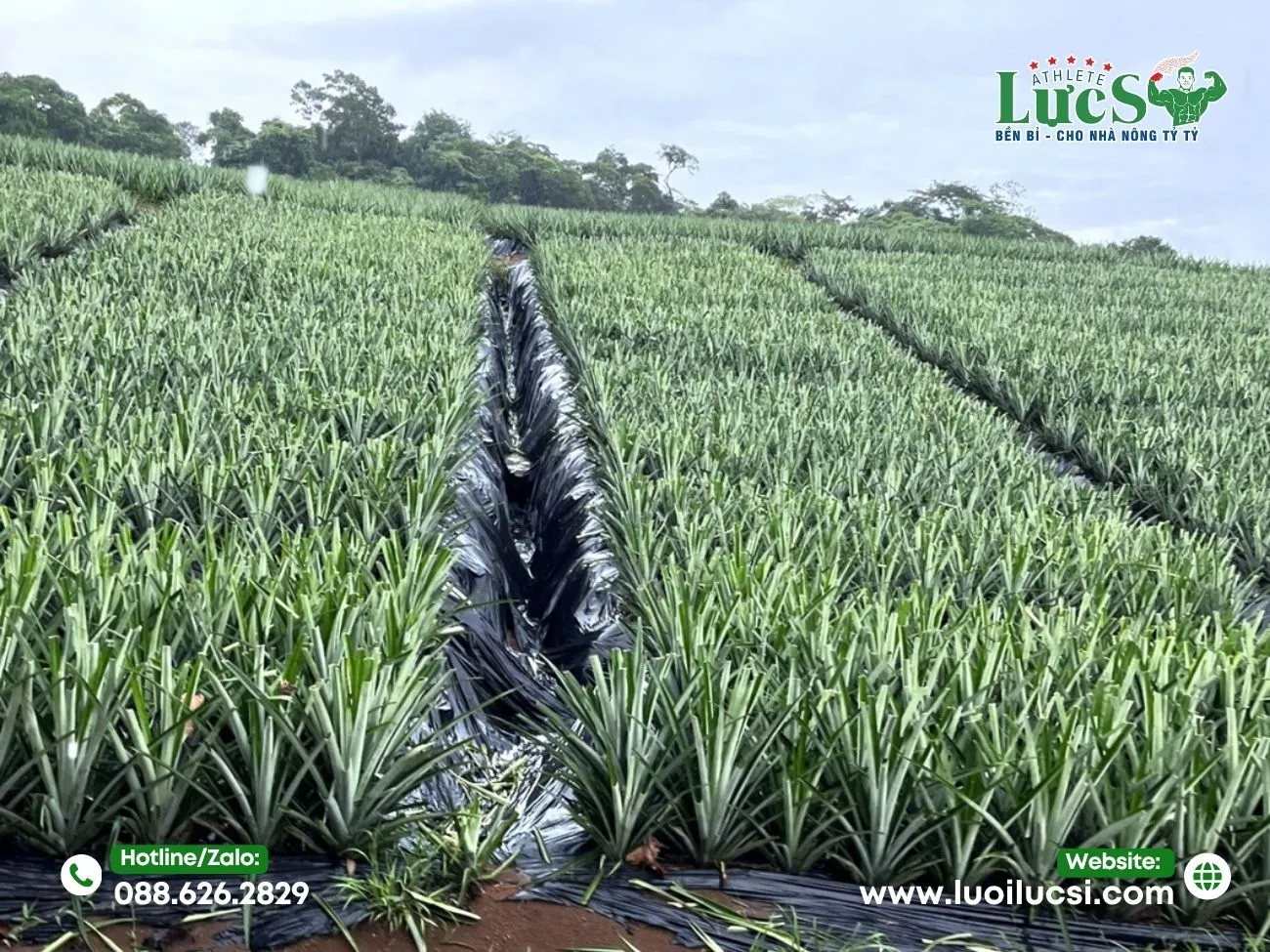 Ưu Điểm Nổi Bật Của Màng Phủ Đục Lỗ Sẵn Khi Trồng Dứa MD2 Quy Mô Lớn