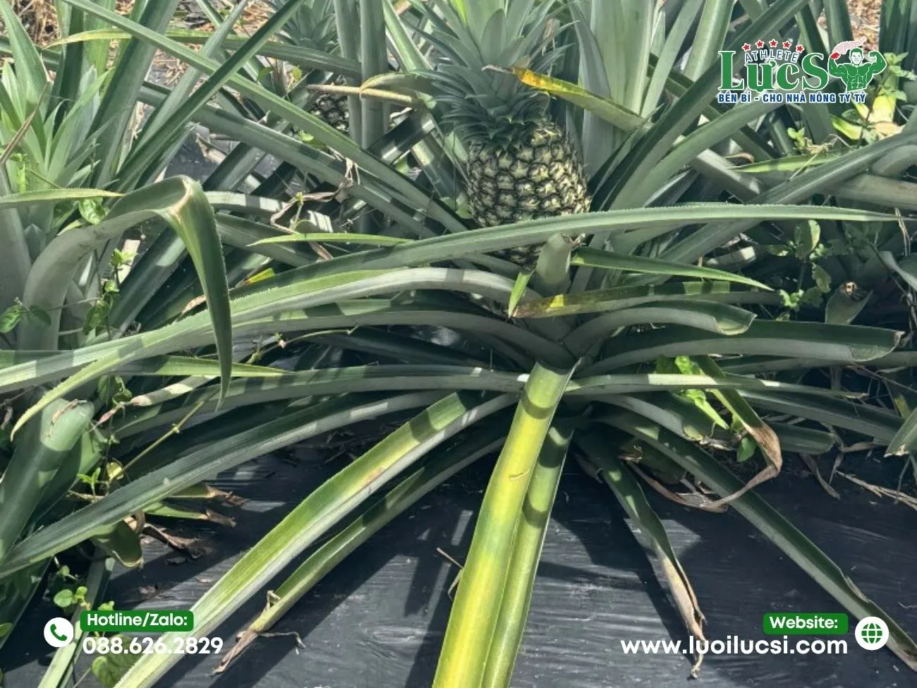 So Sánh: Màng Phủ Đục Lỗ Sẵn Vs Màng Phủ Chưa Đục Lỗ