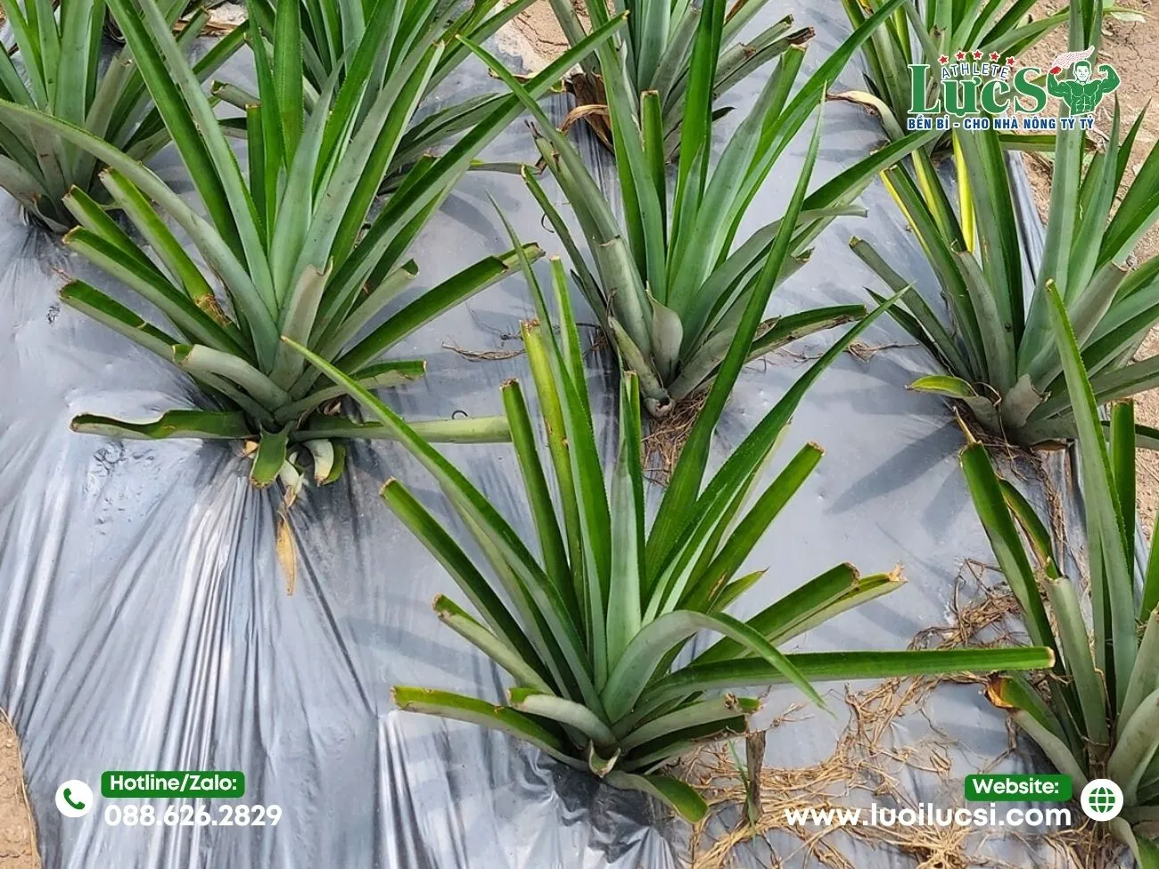 Màng Phủ Nông Nghiệp Đục Lỗ Sẵn Là Gì?