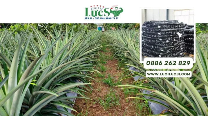Màng Phủ Nông Nghiệp Đục Lỗ Sẵn Trồng Dứa MD2 – Giải Pháp Hiệu Quả Cho Farm Xuất Khẩu