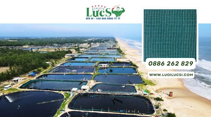 Mô Hình Nuôi Ốc Hương – Giải Pháp Hiệu Quả Cho Ngư Dân Và Doanh Nghiệp Xuất Khẩu