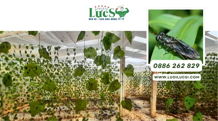 Phần 2: Hướng Dẫn Kỹ Thuật Nuôi Ruồi Lính Đen Tại Nhà Trong Lồng Lưới