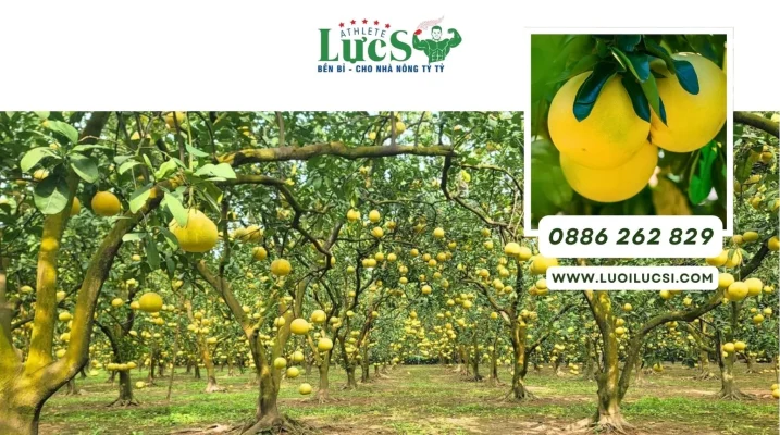 Hướng Dẫn A-Z Kỹ Thuật Trồng Bưởi Để Cây Khoẻ Và Đạt Năng Suất Cao