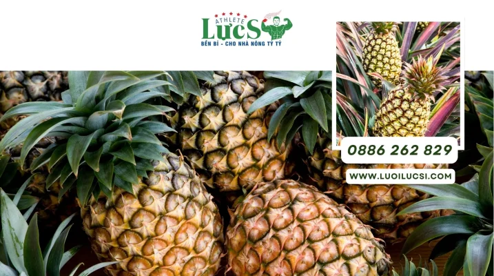 Kỹ Thuật Trồng Dứa MD2 Từ Quy Trình – Lưu Ý – Giải Pháp Cho Farm Quy Mô Lớn