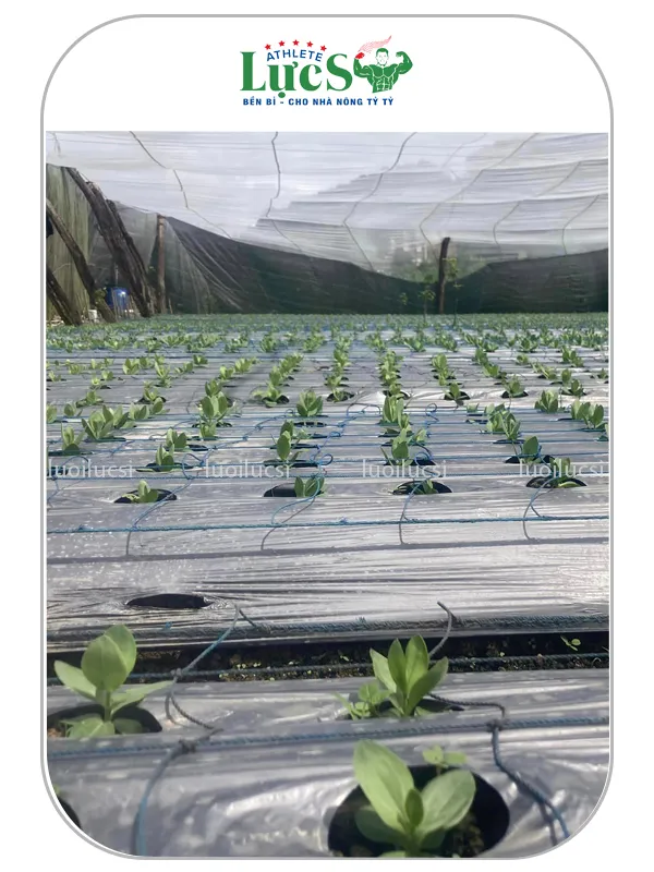 Màng Phủ Nông Nghiệp - Giải Pháp Chống Cỏ, Giữ Ẩm & Tối Ưu Năng Suất