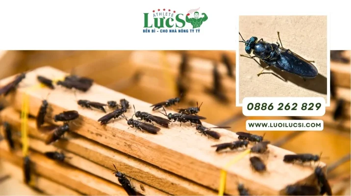 Phần 1: Lợi Ích Từ Một Số Mô Hình Nuôi Ruồi Lính Đen