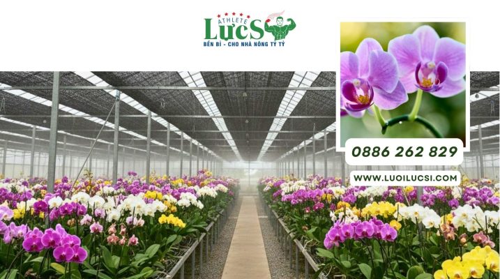 Cách Chăm Sóc Lan Hồ Điệp Sau Tết Đúng Kỹ Thuật Giúp Cây Khỏe, Ra Hoa Lại