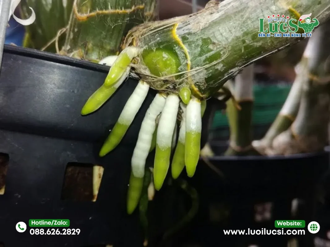 Quy Trình Đánh Giá Tình Trạng Sức Khỏe Của Lan Trước Khi Phục Hồi 