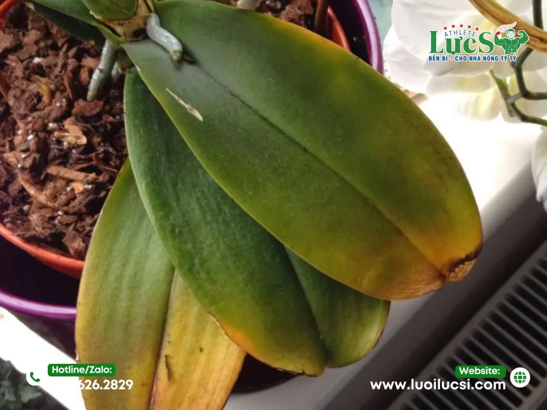 Quy Trình Đánh Giá Tình Trạng Sức Khỏe Của Lan Trước Khi Phục Hồi 