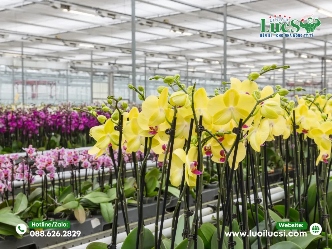 Kỹ Thuật Thay Chậu Lan Hồ Điệp Sau Tết Chuẩn Chuyên Gia 