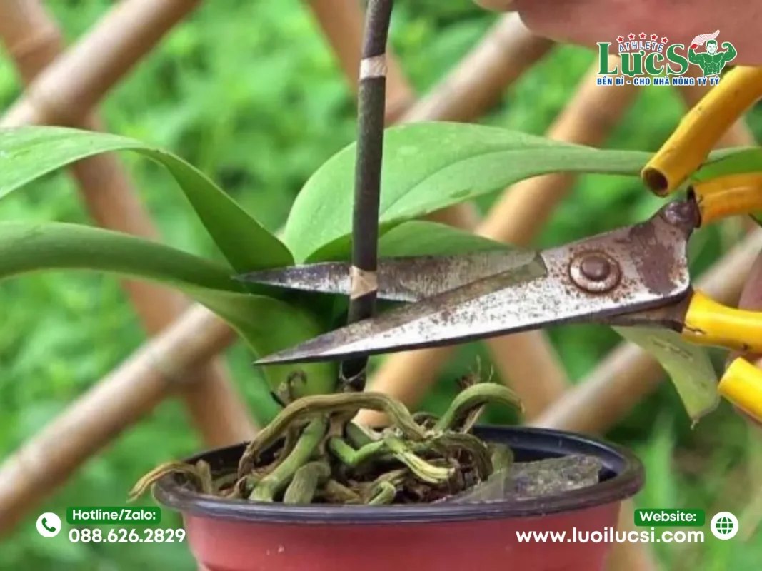 Hướng Dẫn Cách Chăm Sóc Lan Hồ Điệp Sau Tết Qua Từng Bước