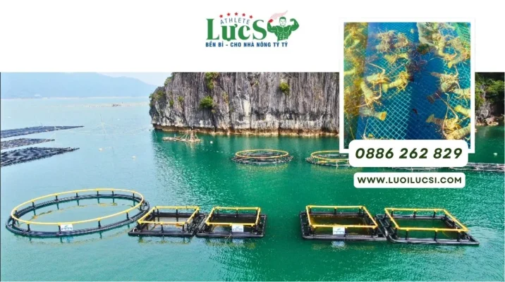 Lưới Nuôi Tôm Hùm | Giải Pháp Tối Ưu Cho Năng Suất Bền Vững