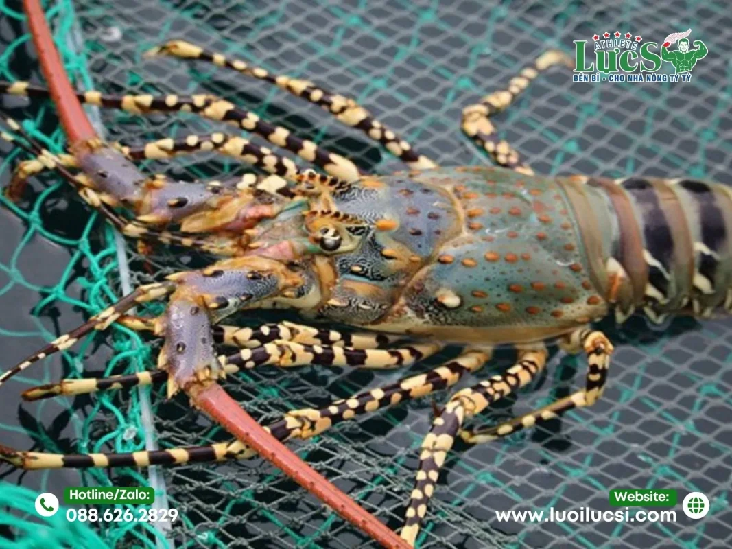 Tại Sao Việc Chọn Lưới Nuôi Tôm Hùm Lại Quan Trọng?