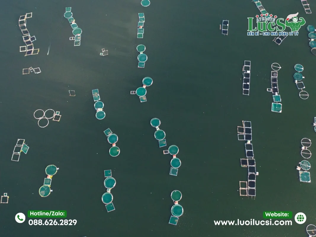 Ưu Điểm Vượt Trội Của Lưới Nuôi Tôm Hùm Lực Sĩ
