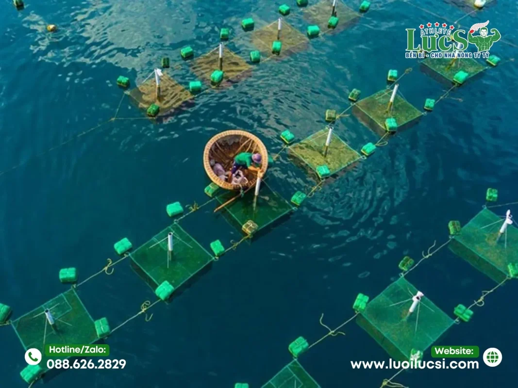 Lợi Ích Khi Sử Dụng Lưới Nuôi Tôm Hùm Đạt Chuẩn Kỹ Thuật
