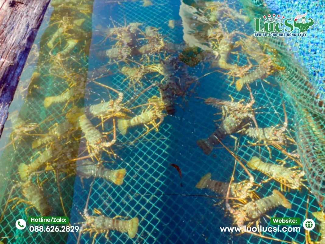Ưu Điểm Vượt Trội Của Lưới Nuôi Tôm Hùm Lực Sĩ
