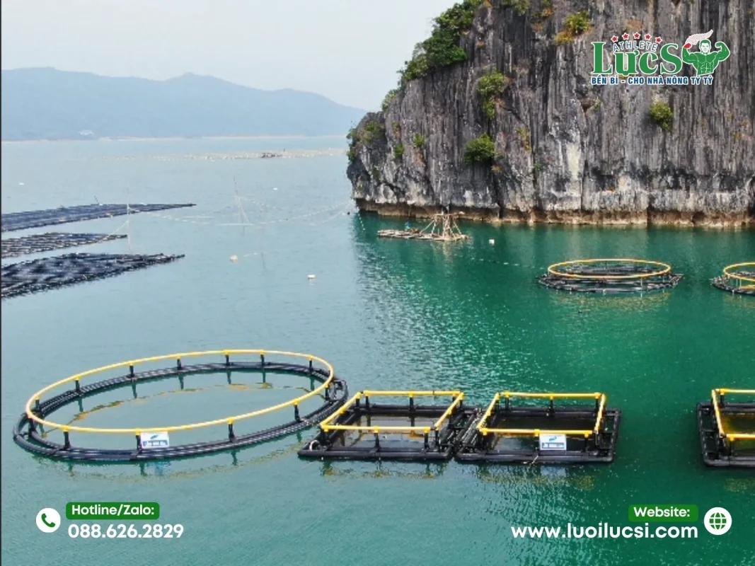 Lợi Ích Khi Sử Dụng Lưới Nuôi Tôm Hùm Đạt Chuẩn Kỹ Thuật