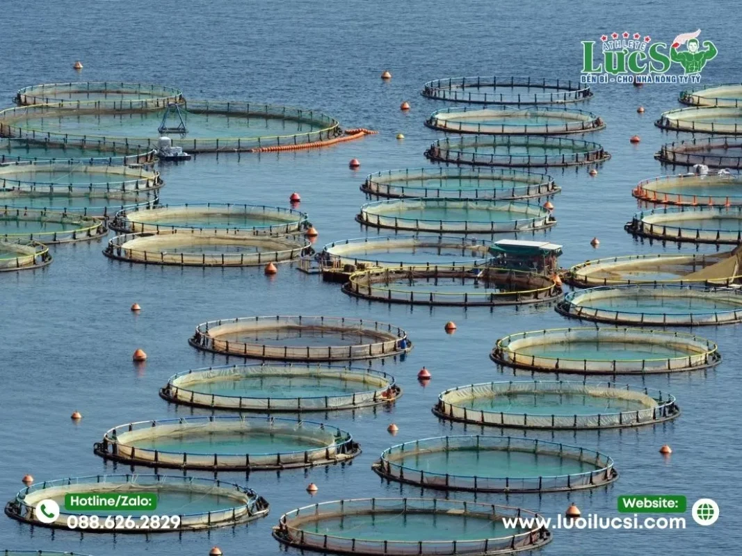Lưới Quây Lồng Bè Nuôi Cá Là Gì? Vai Trò Trong Thủy Sản 
