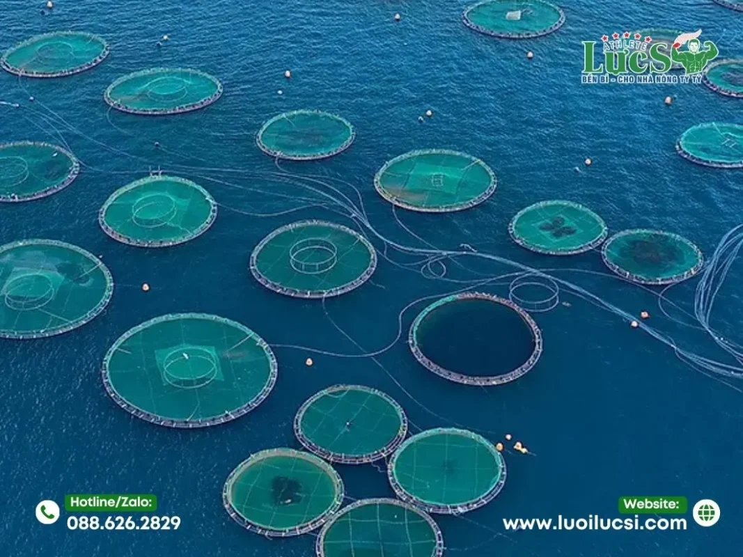 Mua Lưới Quây Lồng Bè Nuôi Cá Ở Đâu Uy Tín, Giá Sỉ?