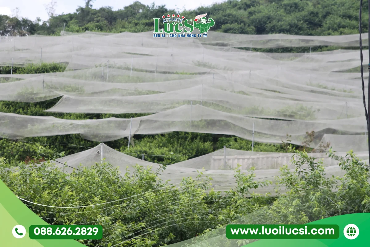 Lưới Chống Mưa Đá Cho Mận Hà Nội – Giải Pháp Khi Giao Mùa Và Hạn Chế Sương Muối Tối Đa

