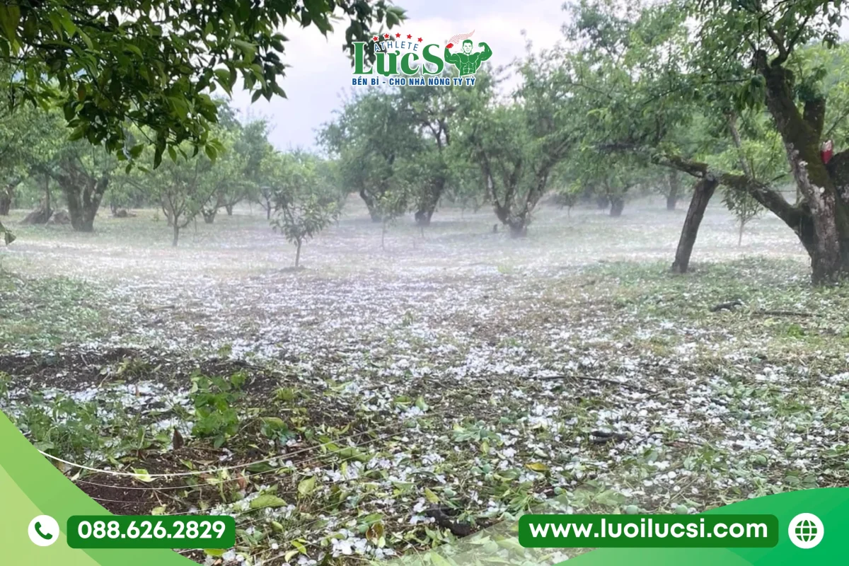 Tác hại của sương muối và mưa đá đối với mận Hà Nội