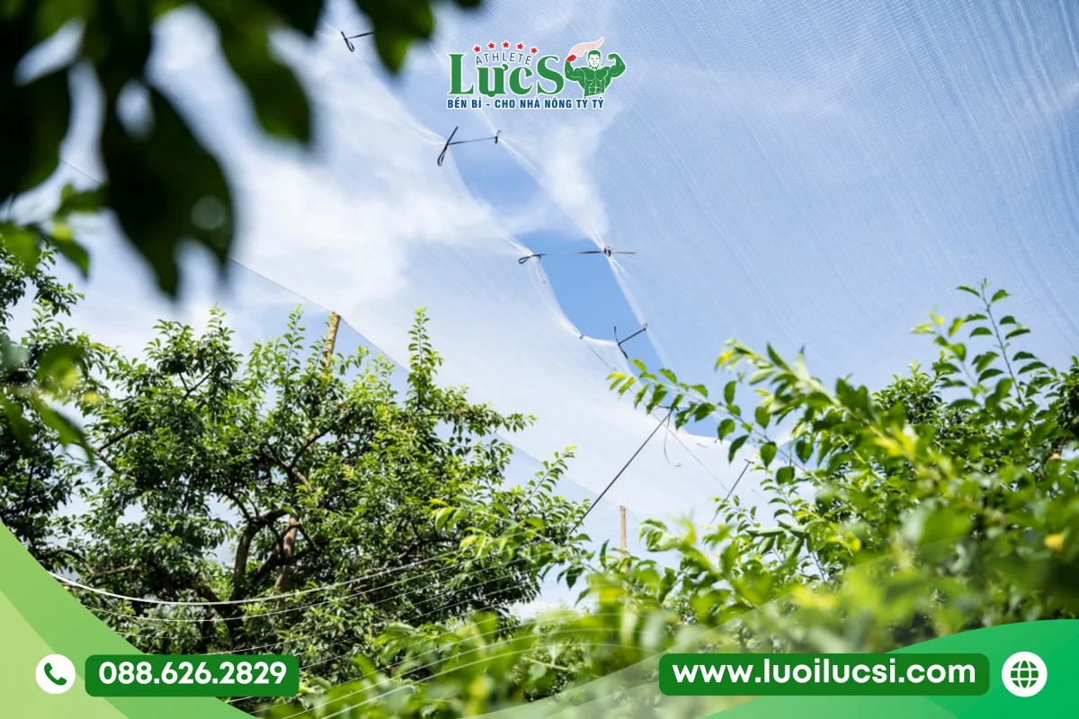 Lưới chống mưa đá Lưới Lực Sĩ giúp bảo vệ vườn mận toàn diện