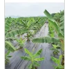 Màng Phủ Nông Nghiệp Chống Cỏ Farm Chuối Lực Sĩ - Giải Pháp Diệt Cỏ Triệt Để, Tối Ưu Chi Phí Nhân Công