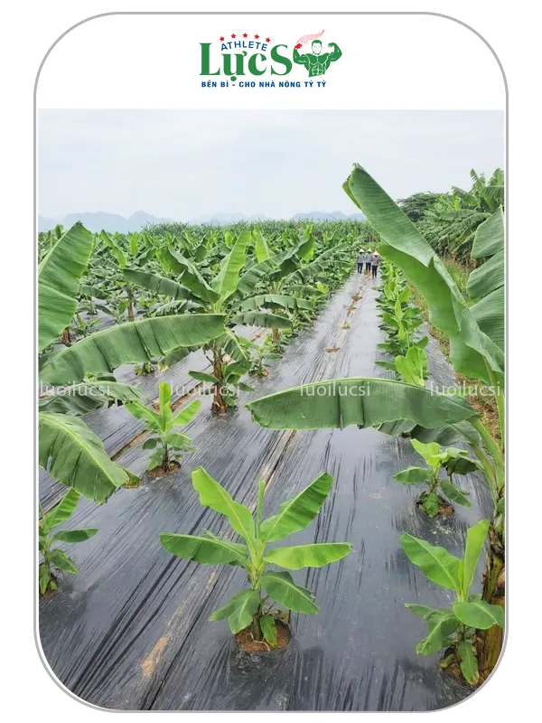 Màng Phủ Nông Nghiệp Chống Cỏ Farm Chuối Lực Sĩ - Giải Pháp Diệt Cỏ Triệt Để, Tối Ưu Chi Phí Nhân Công