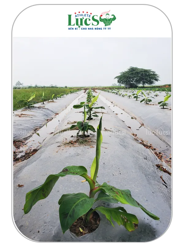 Màng Phủ Chống Cỏ Farm Chuối 4 Màng Phủ Nông Nghiệp Chống Cỏ Farm Chuối Lực Sĩ - Giải Pháp Diệt Cỏ Triệt Để, Tối Ưu Chi Phí Nhân Công
