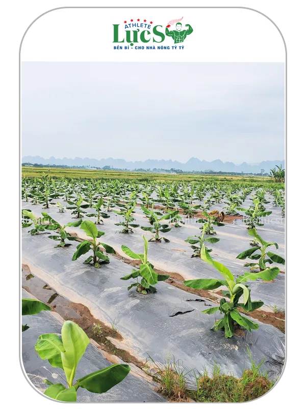 Màng Phủ Chống Cỏ Farm Chuối 3 Màng Phủ Nông Nghiệp Chống Cỏ Farm Chuối Lực Sĩ - Giải Pháp Diệt Cỏ Triệt Để, Tối Ưu Chi Phí Nhân Công