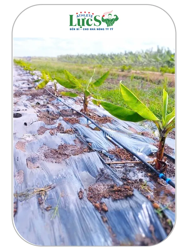 Màng Phủ Chống Cỏ Farm Chuối 2 Màng Phủ Nông Nghiệp Chống Cỏ Farm Chuối Lực Sĩ - Giải Pháp Diệt Cỏ Triệt Để, Tối Ưu Chi Phí Nhân Công