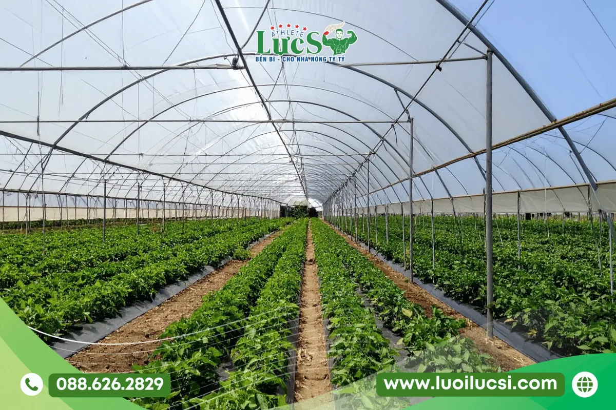 Tháng 8 Trồng Rau Gì Ở Miền Bắc? Lịch Thời Vụ Và Kỹ Thuật Chăm Sóc Chuẩn Nhất 1 Đặc Điểm Thời Tiết Miền Bắc Tháng 8 Và Những Thách Thức Khi Canh Tác