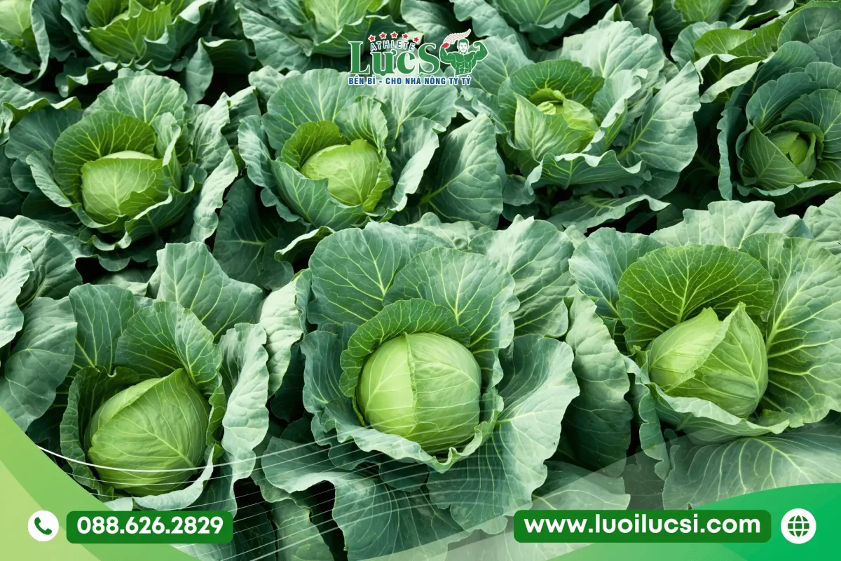 Tháng 8 Trồng Rau Gì Ở Miền Bắc? Lịch Thời Vụ Và Kỹ Thuật Chăm Sóc Chuẩn Nhất 2 Bắp Cải Vụ Sớm