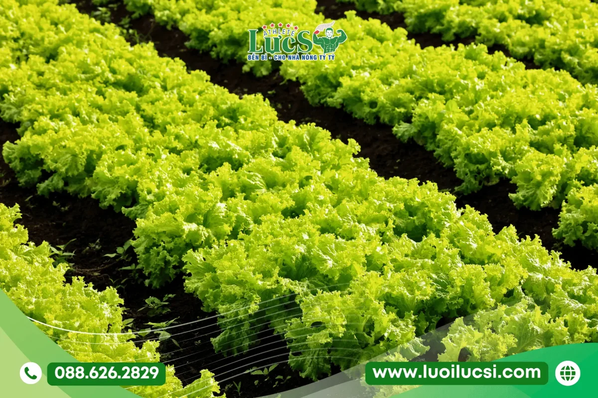 Tháng 8 Trồng Rau Gì Ở Miền Bắc? Lịch Thời Vụ Và Kỹ Thuật Chăm Sóc Chuẩn Nhất 3 Xà Lách