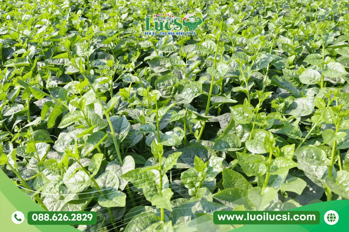 Tháng 8 Trồng Rau Gì Ở Miền Bắc? Lịch Thời Vụ Và Kỹ Thuật Chăm Sóc Chuẩn Nhất 4 Rau Mồng Tơi, Rau Đay (Cuối Vụ