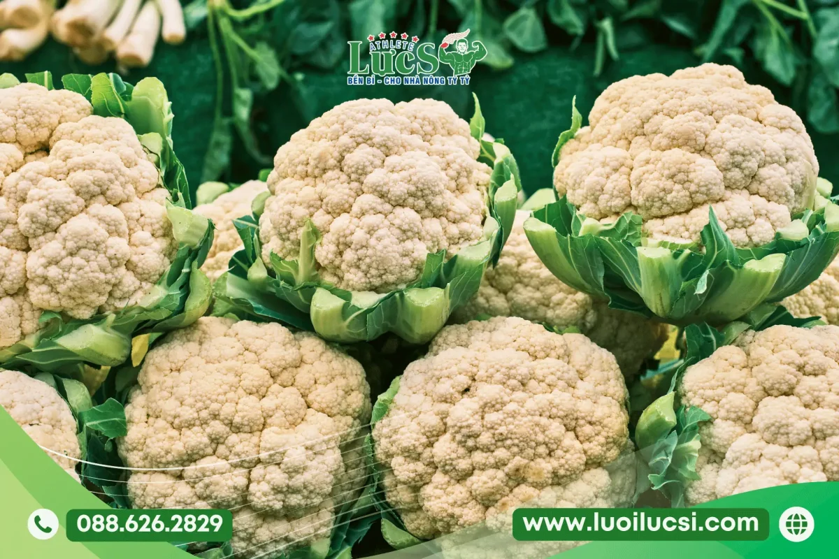 Tháng 8 Trồng Rau Gì Ở Miền Bắc? Lịch Thời Vụ Và Kỹ Thuật Chăm Sóc Chuẩn Nhất 6 Súp Lơ (Hoa Lơ Xanh Và Trắng)