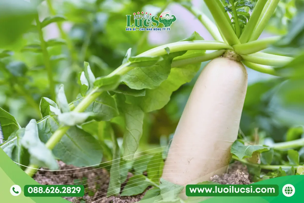 Tháng 8 Trồng Rau Gì Ở Miền Bắc? Lịch Thời Vụ Và Kỹ Thuật Chăm Sóc Chuẩn Nhất 8 Củ Cải Trắng