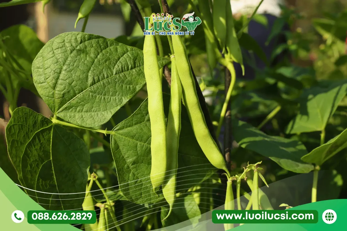 Tháng 8 Trồng Rau Gì Ở Miền Bắc? Lịch Thời Vụ Và Kỹ Thuật Chăm Sóc Chuẩn Nhất 9 Đậu Cô Ve (Đậu Quả)