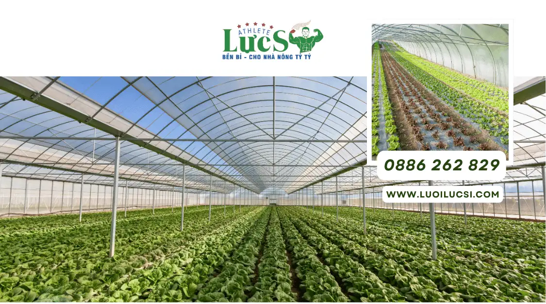 Tháng 8 Trồng Rau Gì Ở Miền Bắc? Lịch Thời Vụ Và Kỹ Thuật Chăm Sóc Chuẩn Nhất