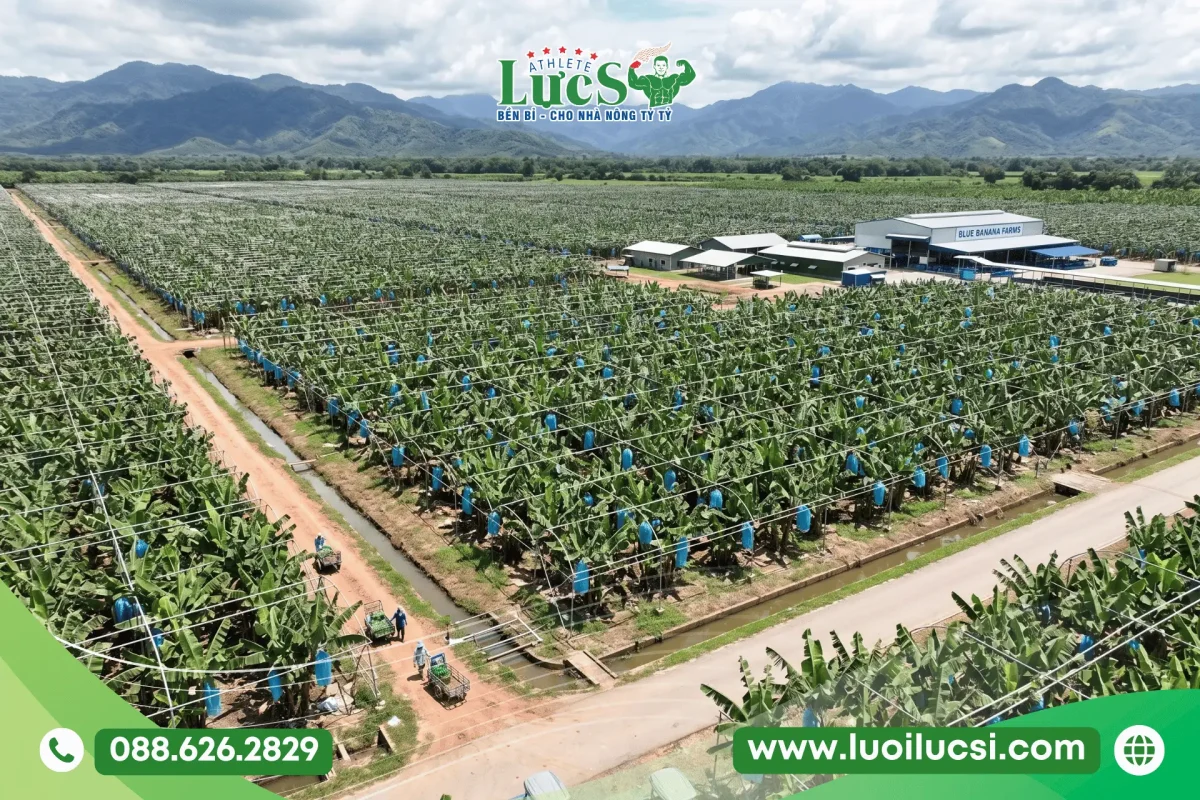 Cách Trồng Chuối Ra Quả Vào Dịp Tết Mã Đẹp, Trái Căng Bóng Xuất Khẩu 1 Cách Trồng Chuối Ra Quả Vào Dịp Tết Mã Đẹp, Trái Căng Bóng Xuất Khẩu
