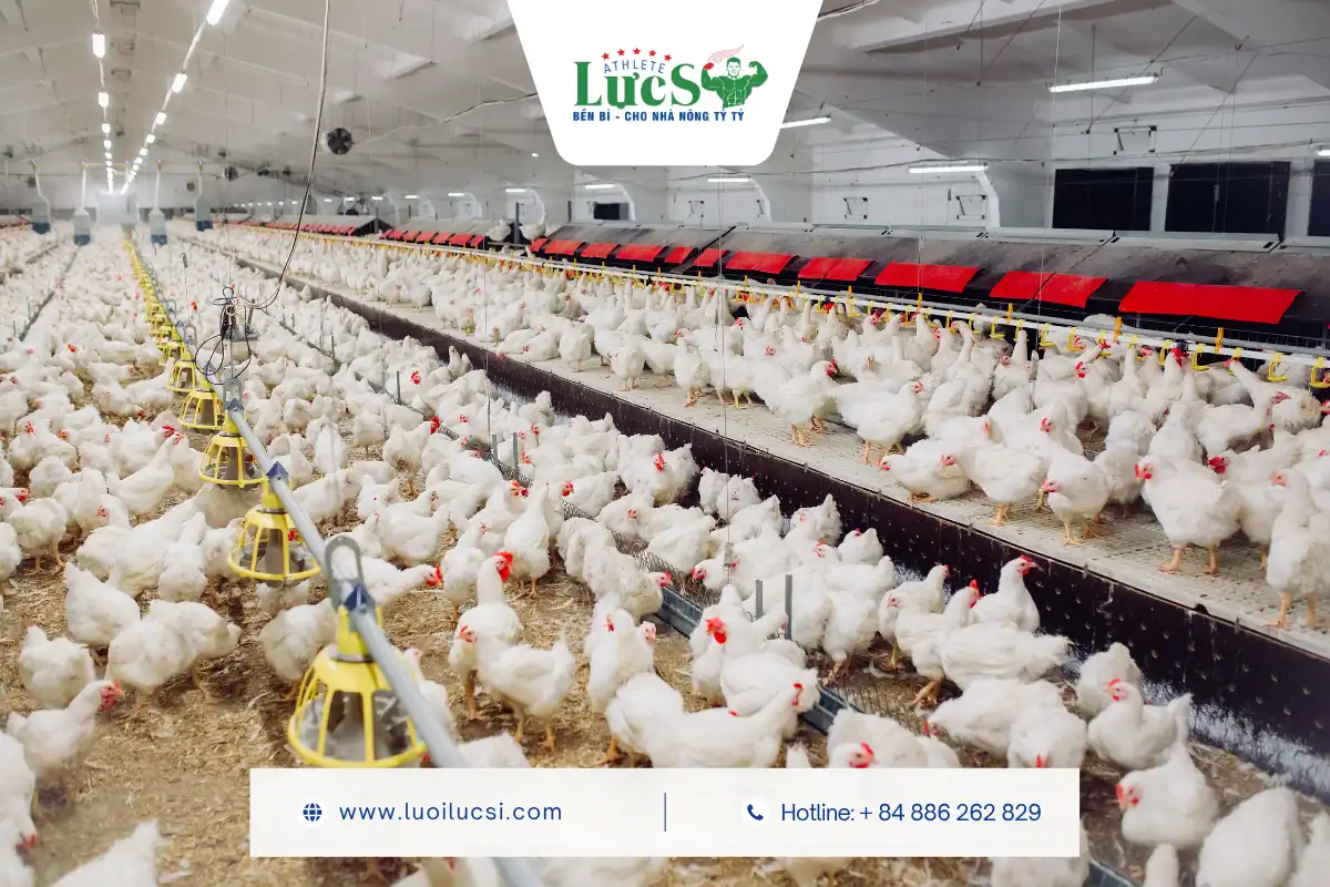 Cách Xử Lý Nước Thải Chăn Nuôi Tránh Ô Nhiễm Mạch Nước Ngầm Triệt Để 3 Các Phương Pháp Xử Lý Nước Thải Chăn Nuôi Phổ Biến Hiện Nay