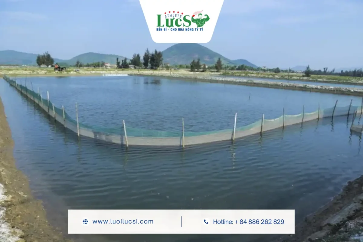Những Lưu Ý Sống Còn Trong Kỹ Thuật Nuôi Ốc Hương Mùa Mưa Bão 1 4 Yếu Tố Quyết Định Trong Kỹ Thuật Nuôi Ốc Hương Mùa Mưa Bão