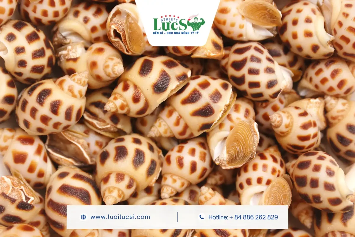 Những Lưu Ý Sống Còn Trong Kỹ Thuật Nuôi Ốc Hương Mùa Mưa Bão 3 4 Yếu Tố Quyết Định Trong Kỹ Thuật Nuôi Ốc Hương Mùa Mưa Bão