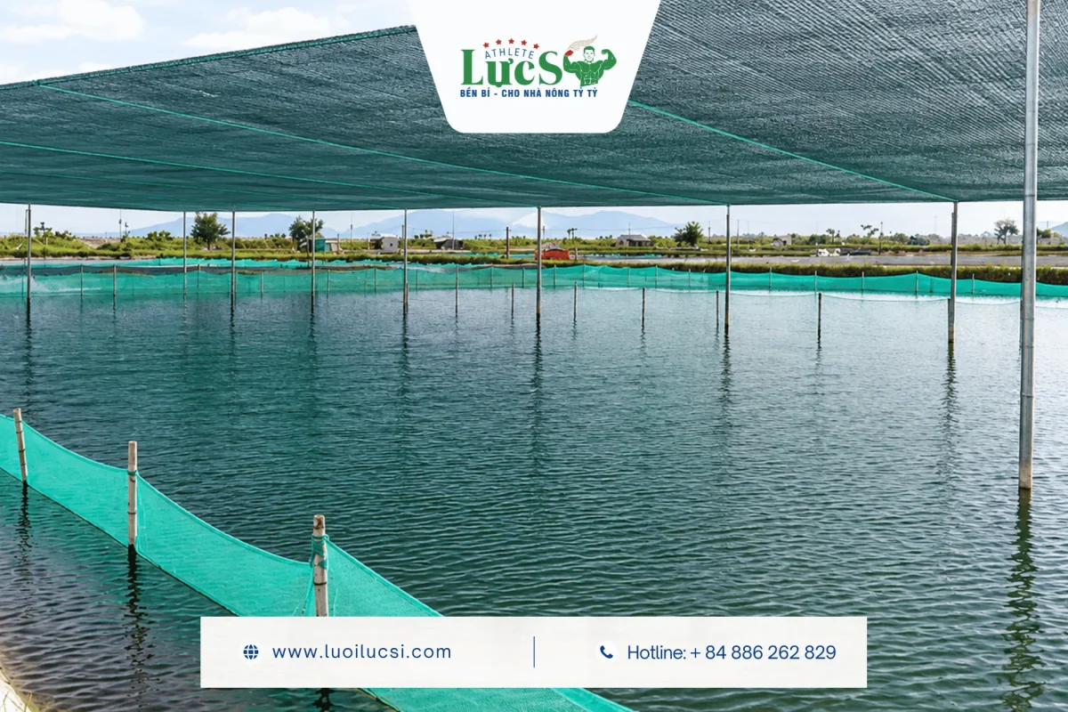 Bí Quyết Chống Sốc Nhiệt Cho Ốc Hương Nuôi Bể Bạt Bằng Lưới Che Nắng 2 Bí Quyết Chống Sốc Nhiệt Cho Ốc Hương Bằng Lưới Che Nắng Dệt Kim