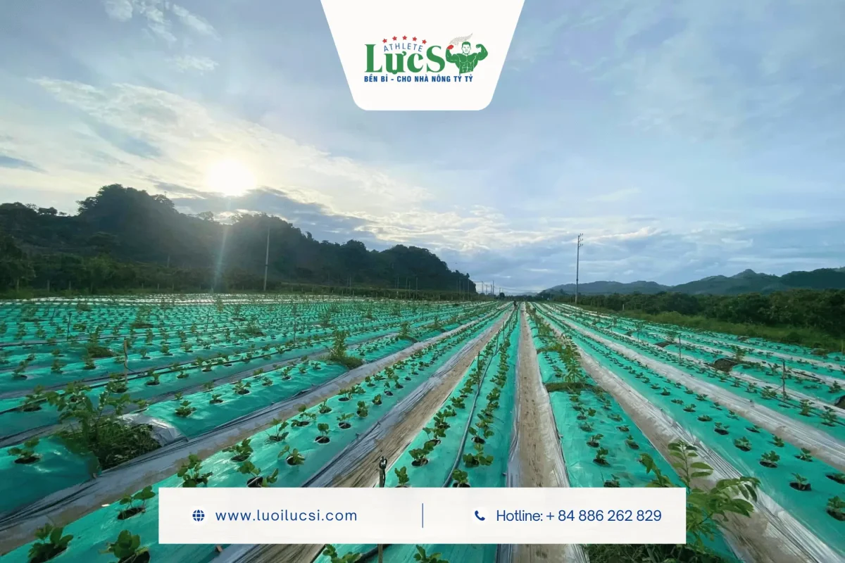 Lợi Ích Của Lưới Xanh Phủ Luống Dâu Tây Mang Lại