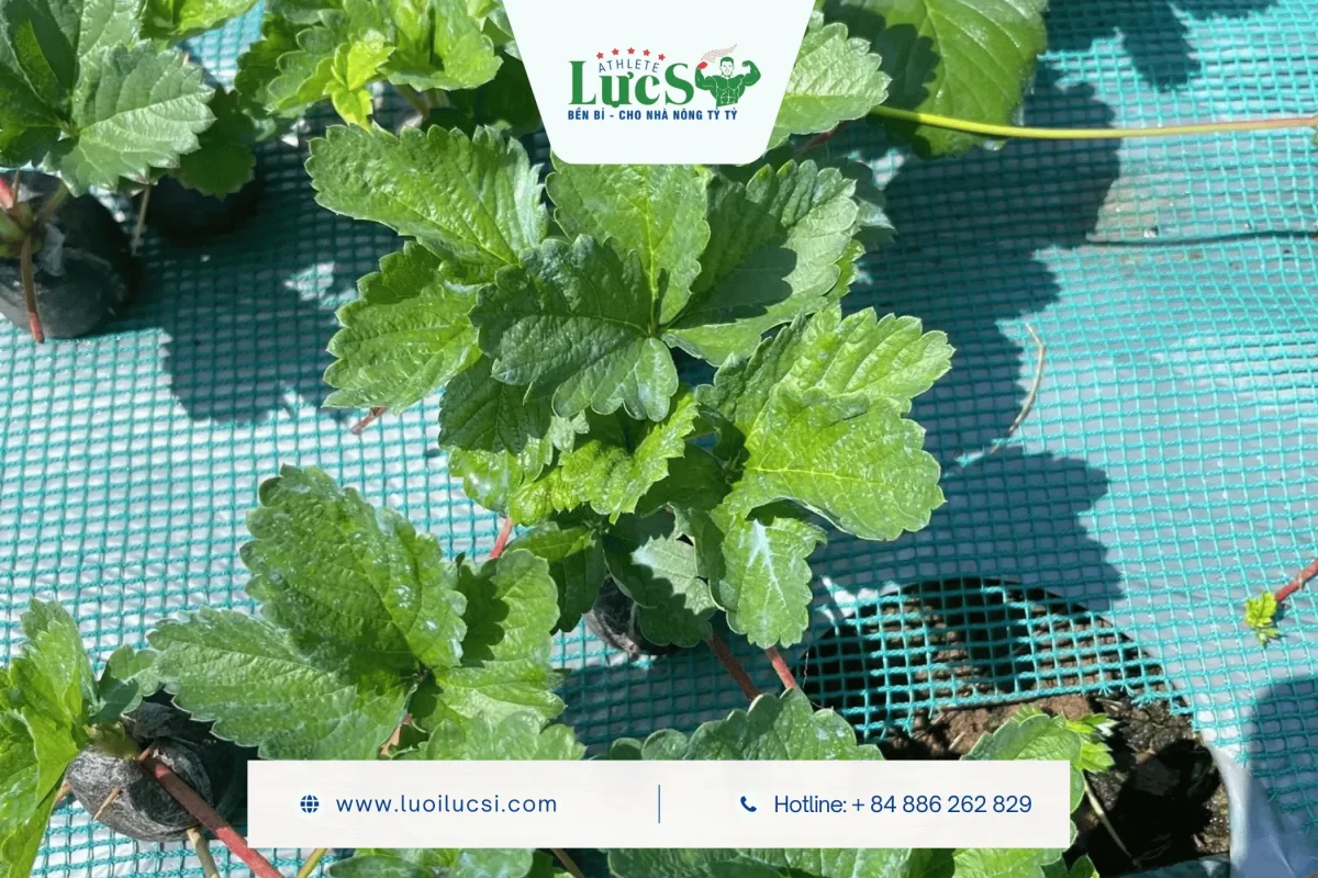 Lợi Ích Của Lưới Xanh Phủ Luống Dâu Tây Mang Lại