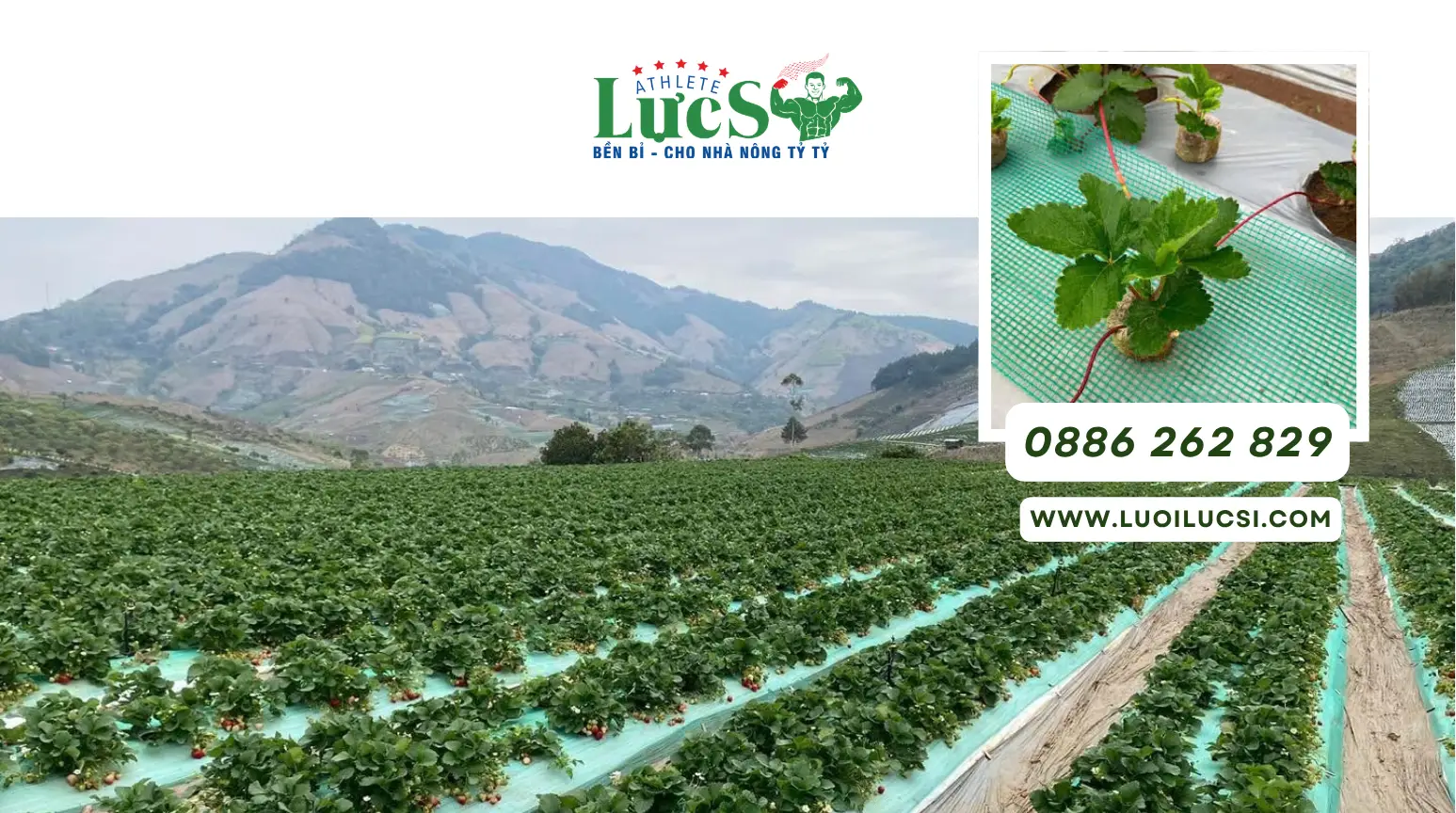 Lưới Xanh Phủ Luống Dâu Tây – Giải Pháp Bảo Vệ Ngó Và Quả Trong Suốt Vụ Trồng